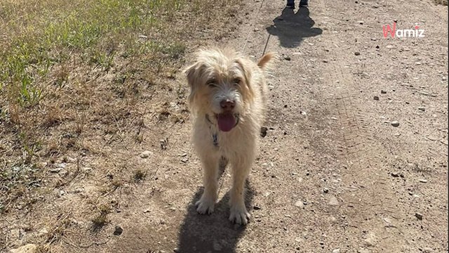 Tolto da un rifugio dell'orrore, questo cane ora vorrebbe recuperare il tempo perduto