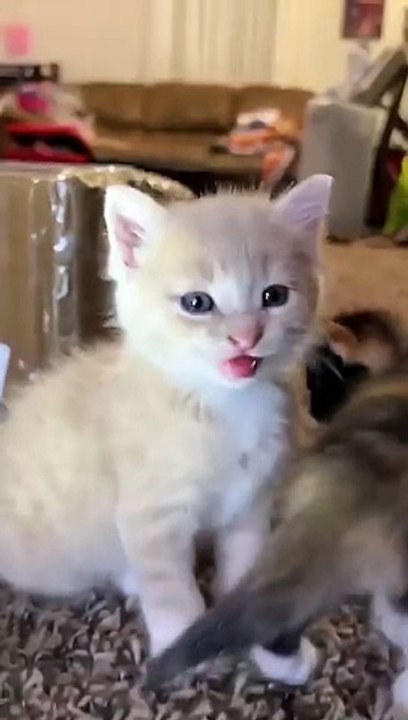 Random Videos