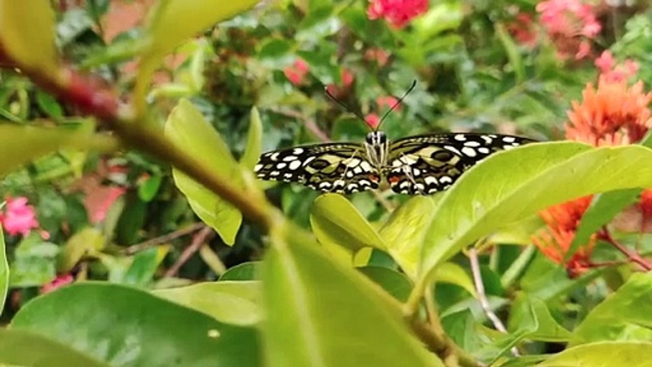 7928503-sd_640_360_29fps