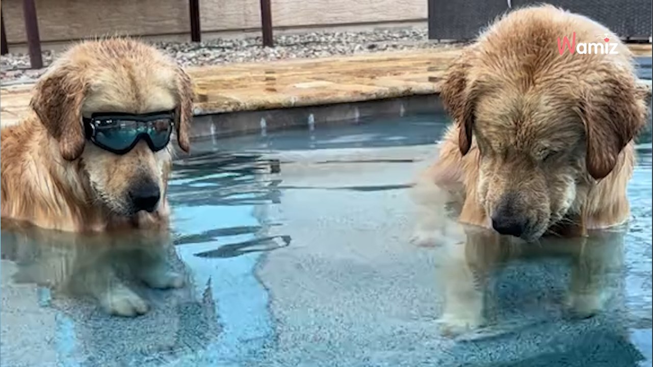 Golden Retriever sehen einen Tennisball im Pool: TikTok dreht durch!