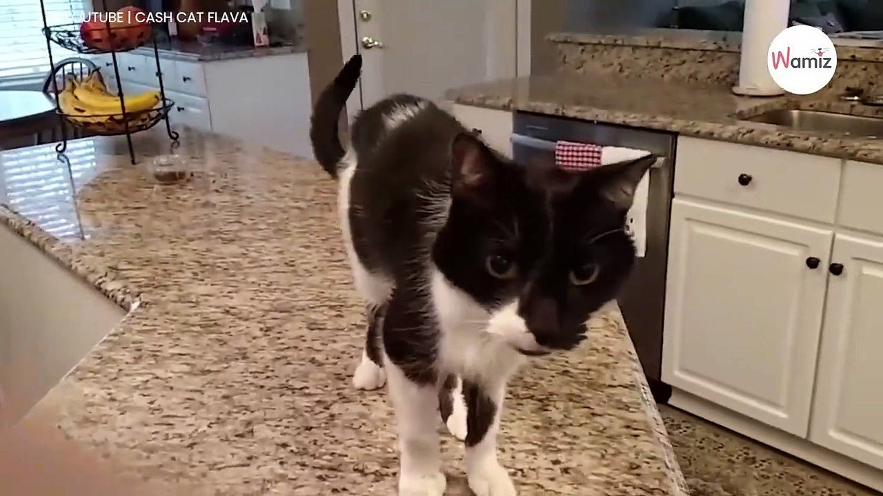 Mann hört eine Katze miauen und fällt direkt vom Hocker! (Video)