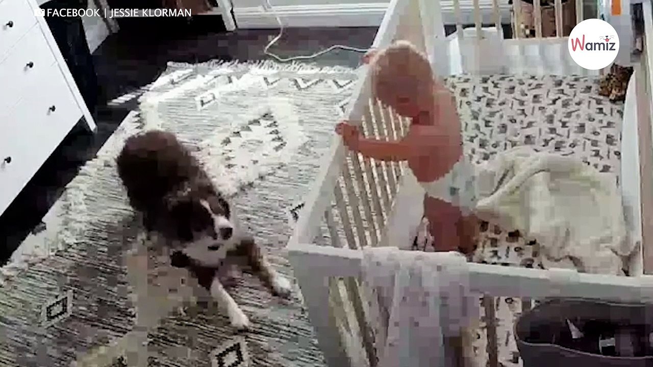 Das Baby wacht auf: Was der Hund dann macht, haut alle vom Hocker (Video)