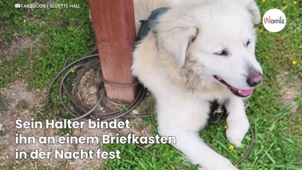 Passant sieht einen Briefkasten, schaut auf den Boden und ist fassungslos (Video)