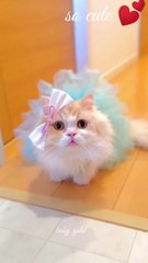 #animlasfunny+#cat+#catlover+#cute+#pets+#gatos+#pedro+#memes+#ajuders+#funny