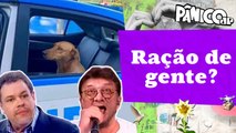 VIRA LATA CARAMELO É A MELHOR RAÇA? RATINHO E ALBORGHETTI SÃO HATES DE PET!