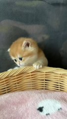 Cutest+Kittens++Try+not+to+laugh+#shorts