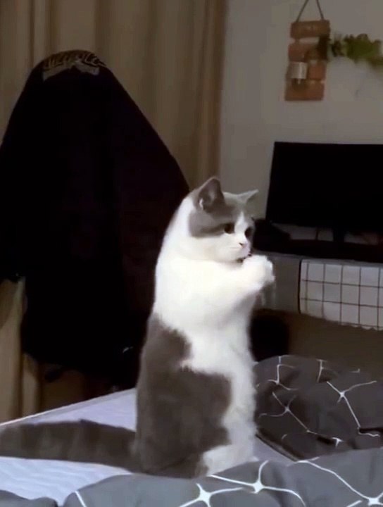 Cute cats 