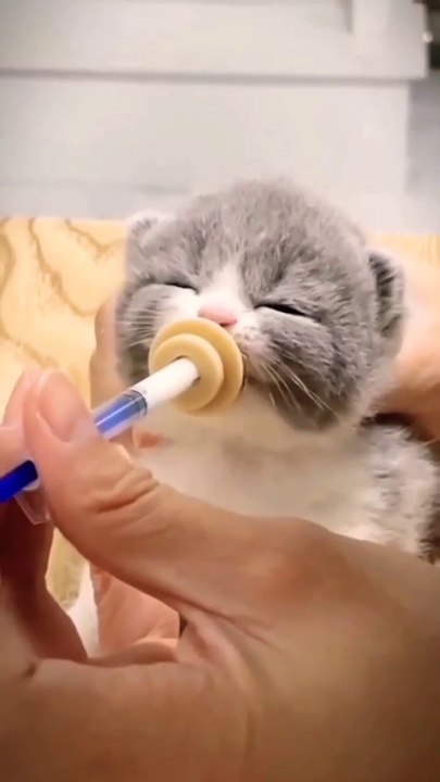 Cute+hungry+cats❤️+#hungrycats+#cutecat+#subscribe