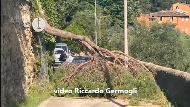 Firenze, albero crolla sulla strada e sfiora un'auto in transito