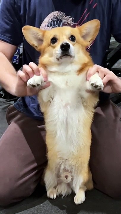 Gigachad Dog
