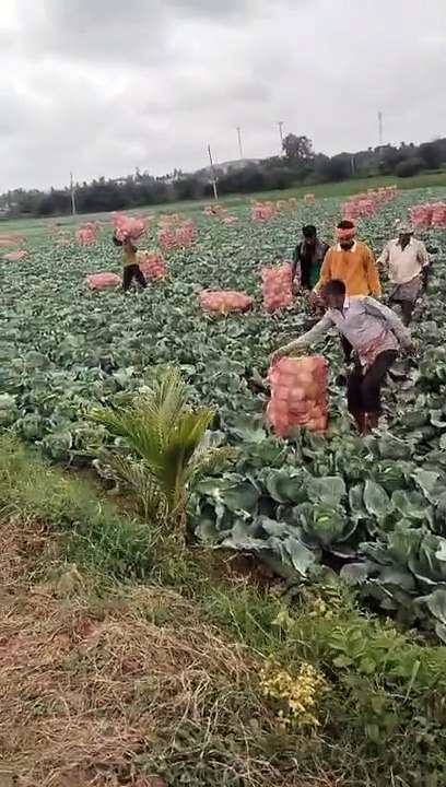 CABBAGE VEGETABLE PLOT CATTING PACKING AFTER LOADING LUBURS 1000134044