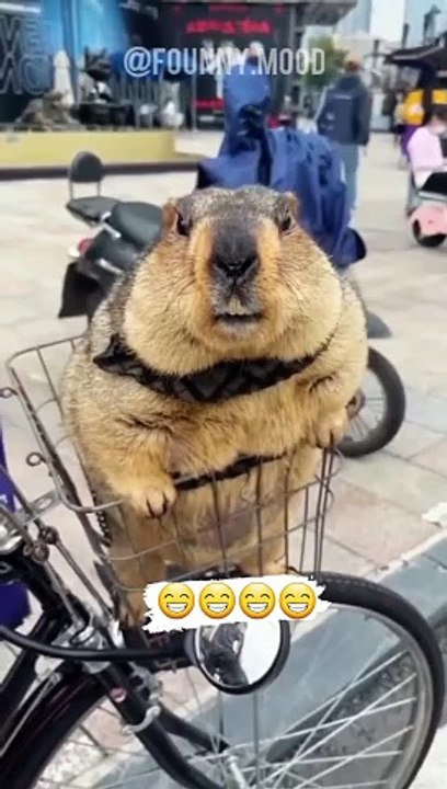 Funny Short.