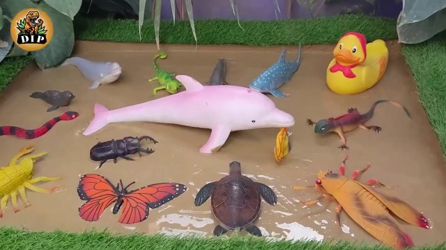 Muddy Sea Animals and Insects Adventure in Sandbox Learning Fun Facts for Kids