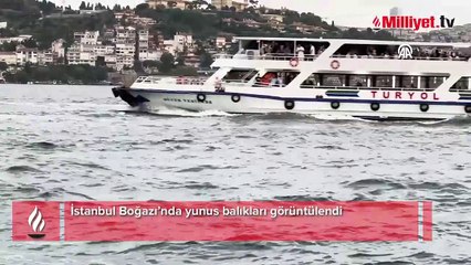 İstanbul Boğazı’nda yunus balıkları görüntülendi