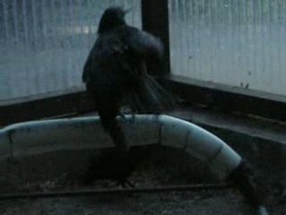 Mistinguette et Delta 2