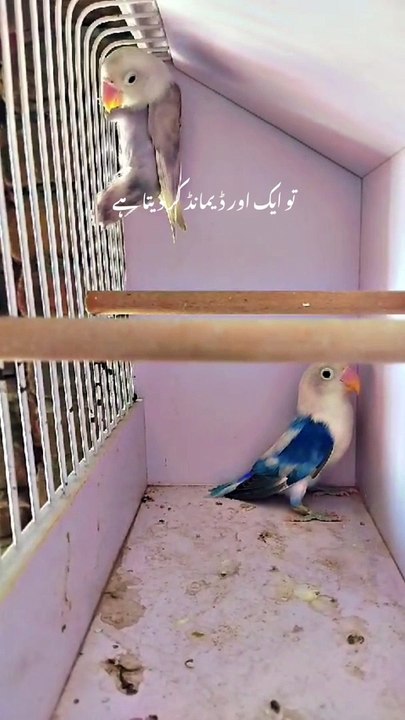 Birds 4.7.2024