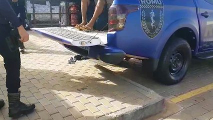 Adolescente é apreendido em Cascavel após perseguição tática da Guarda Municipal