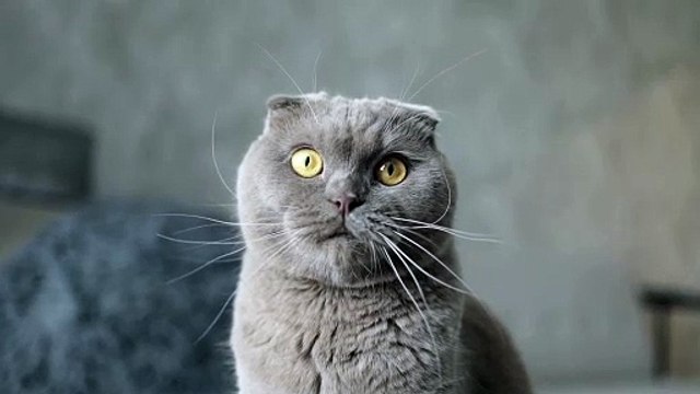 Adorable Cat Steals Hearts with Playful Antics