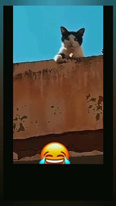Cat replying to greetings" Asalaam o Alakum " walaikum asalaam "