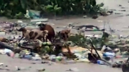 Cachorros são levados por correnteza durante passagem de furacão Beryl na Jamaica