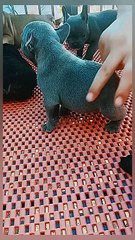 Puppy not enjoying unknown touch ||playing with puppies