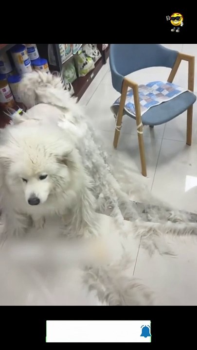 Dog's trip to the Vet  TRY NOT TO LAUGH