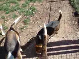 Mes beagles chez eux