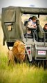 Tourists shocked when they found the lion so near