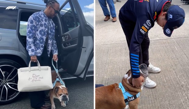 Roscoe, la mascota de Lewis Hamilton, es la verdadera estrella del GP de Gran Bretaña; hasta Checo Pérez es su fan