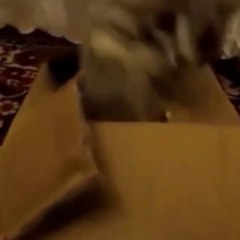 Follow for more videos every day!  #cute #cat #funny