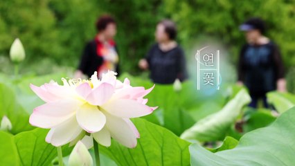 [영상] 여름의 시작을 알리는 연꽃 / YTN