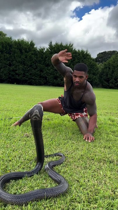 Snake  is back cobra