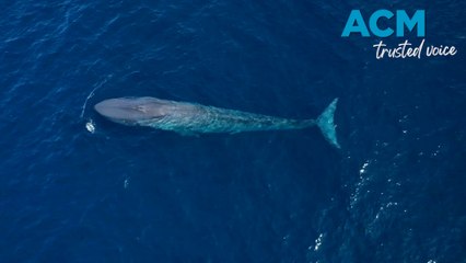 Smallest ever baby blue whale captured on camera off Ningaloo