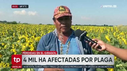 Santa Cruz: Una plaga está acabando con los sembradíos de girasol en San Julián