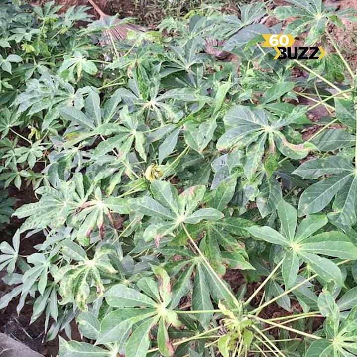 ដំណាំ​ប្រមាណ​ជា​ជាង​១ពាន់​ហិ​កតា នៅ​ខេត្តស្ទឹងត្រែង ត្រូវ​បំផ្លា--ញ​ដោយ​សត្វ​ដង្កូវ​ហ្វូង