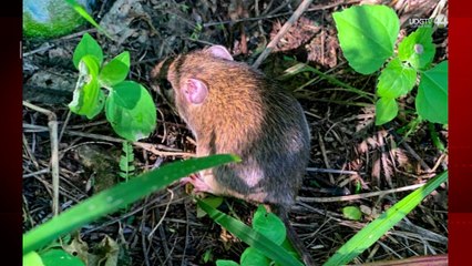 El "coctel de tóxicos" por plaguicidas en Autlán también impacta al jaguar