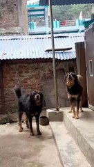 Barking Village Dogs
