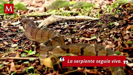 Hallan muerta a mujer dentro de una Pitón en Indonesia