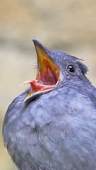 Heart Touching Recitation | Beautiful Recitation | Quran |quran |Tilawat