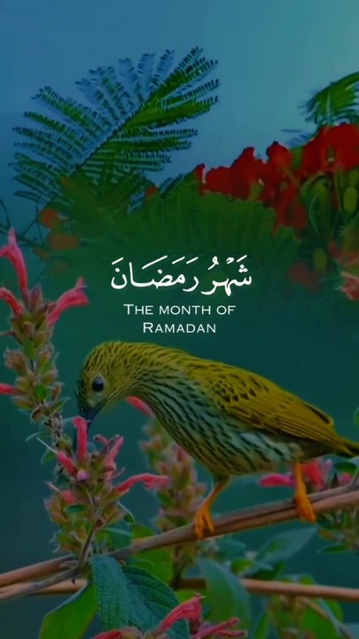 tha Hollyquran bird beautyfull vedio