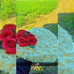 کیوں_چھپاتے_ہو_کیوں_انکار_کرتے_ہو_تمہاری_آنکھیں_بتاتی_ہیں_تم_بھی_ہم_سے_پیار_کرتے_ہو__#luckyصاحب_#hey_lucky77_#fypシ_#trendingvideo_#vir