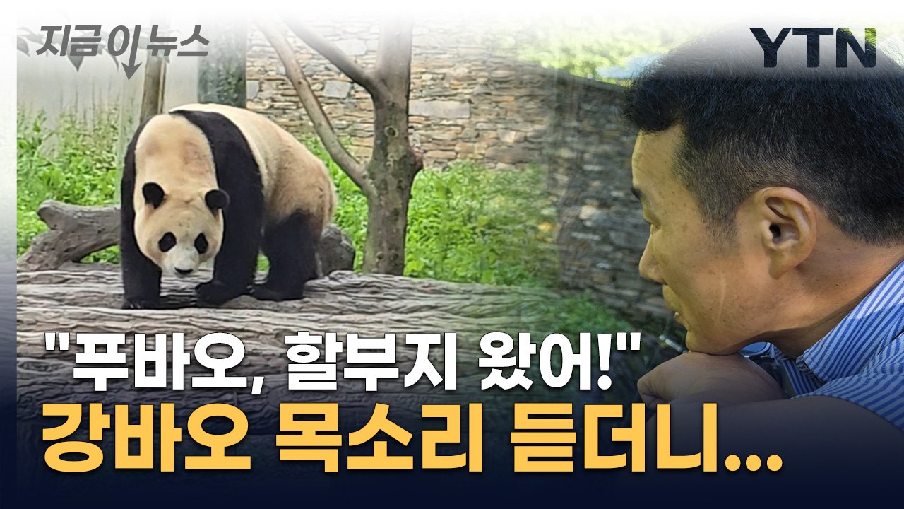 "푸바오, 할부지 왔어"...3개월 만에 다시 만났다 [지금이뉴스] / YTN