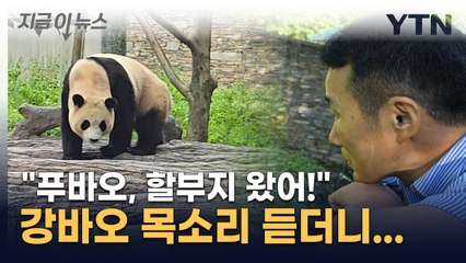 "푸바오, 할부지 왔어"...3개월 만에 다시 만났다 [지금이뉴스] / YTN