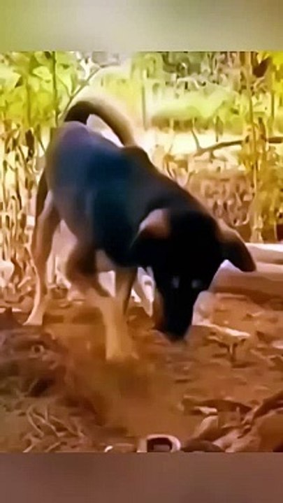 Dog funny video