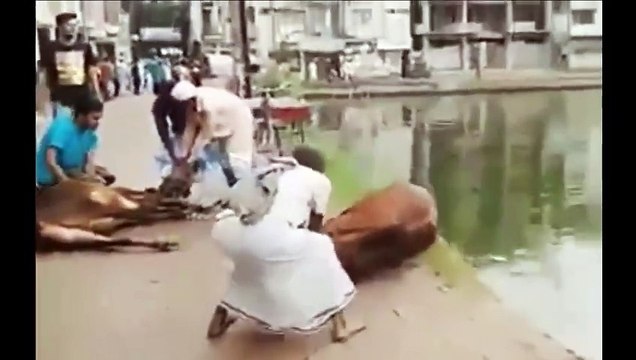 Eid Ul Adha Viral Moments I Anari Pagal Qasai I Try Not To Laugh 4