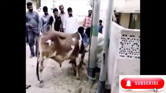 Eid Ul Adha Viral Moments I Anari Pagal Qasai I Try Not To Laugh 8