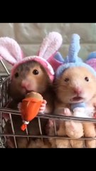 Cute Animals Doing Funny Things