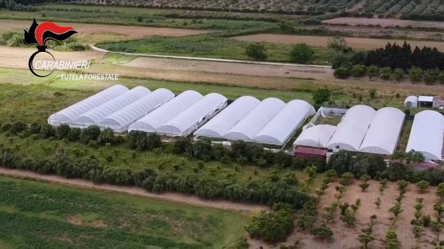 Droga e 'ndrangheta, piantagioni di cannabis gestite dalle cosche di Reggio e Catanzaro: 11 arresti