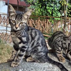 Cute cats are hungry