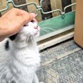 Adorable cats living on streets
